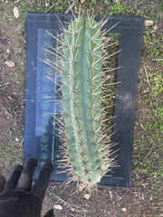🌶️ SS02 x Kimura’s Spiny Giant   — XL 15” Pup
