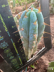 👑💎 Len — 9” Tip