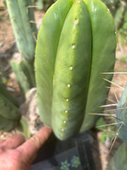 👑🌶️ Zulk Melon