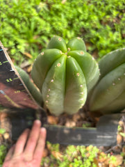 👑🌶️ Scop A — Fully Rooted 13”