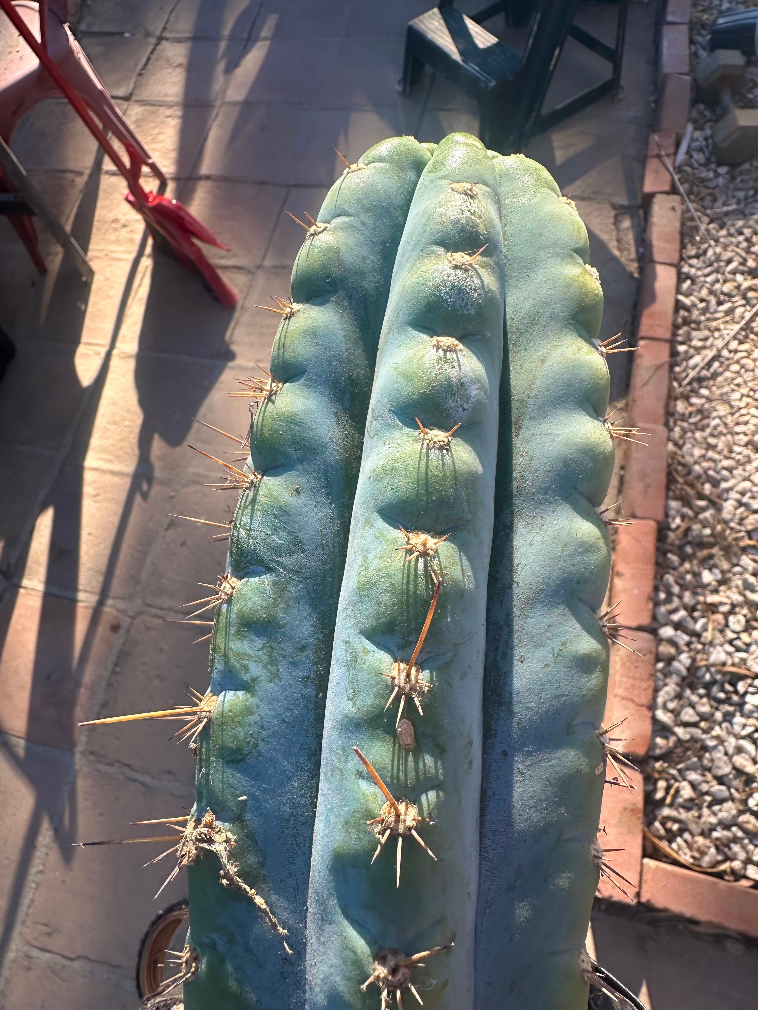 💎👑💎 Papa Smurf — XL 15” Pup