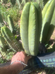 💎👑🌶️ Zulk — XL 13” MELON