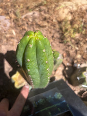 💎👑🌶️🌶️ KR04 — 6.5” Pup