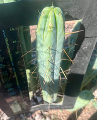 👑🌶️ BBB — XL 15” Tip