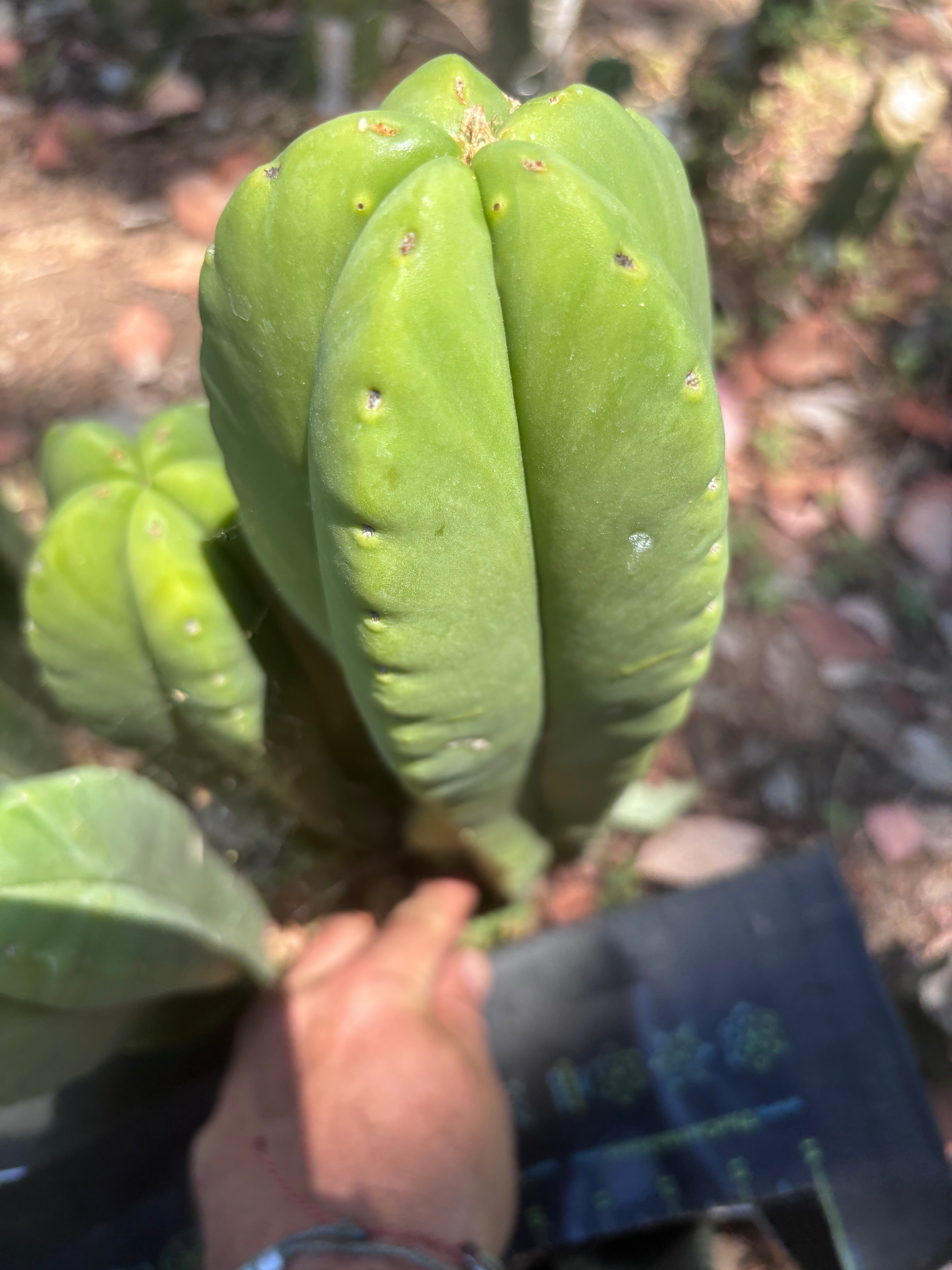 👑💎 Aussie Scop — Chonky 11” Tip