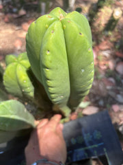 👑💎 Aussie Scop — Chonky 11” Tip