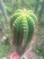 💎👑💎 Parque de Leyendes —BK08611.4 Clone A —  “Work of Art” Tip Graft on Rooted Stock