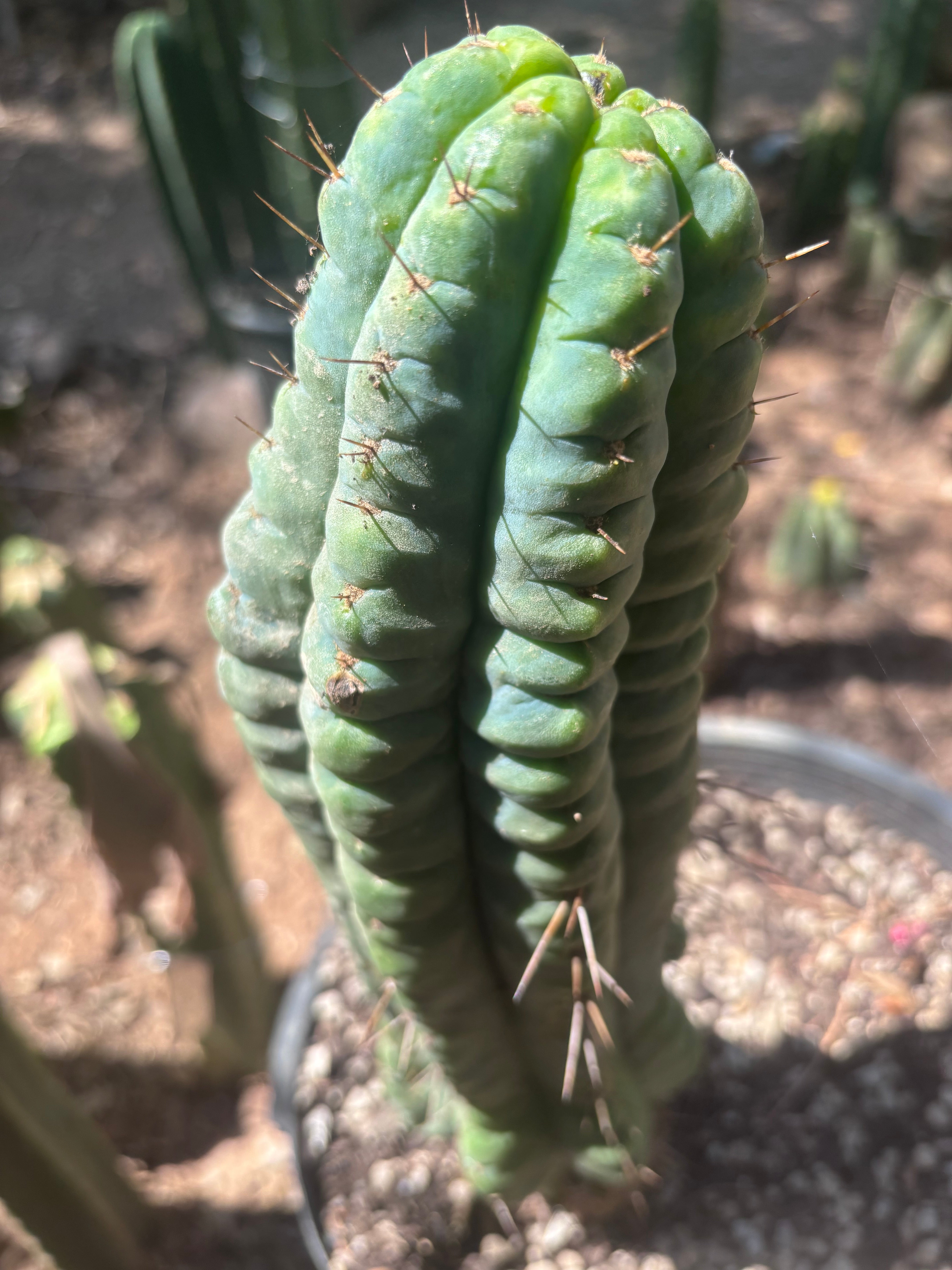 💎👑💎 Havran Preorder! (Restocked)