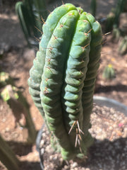 💎👑💎 Havran Preorder! (Restocked)