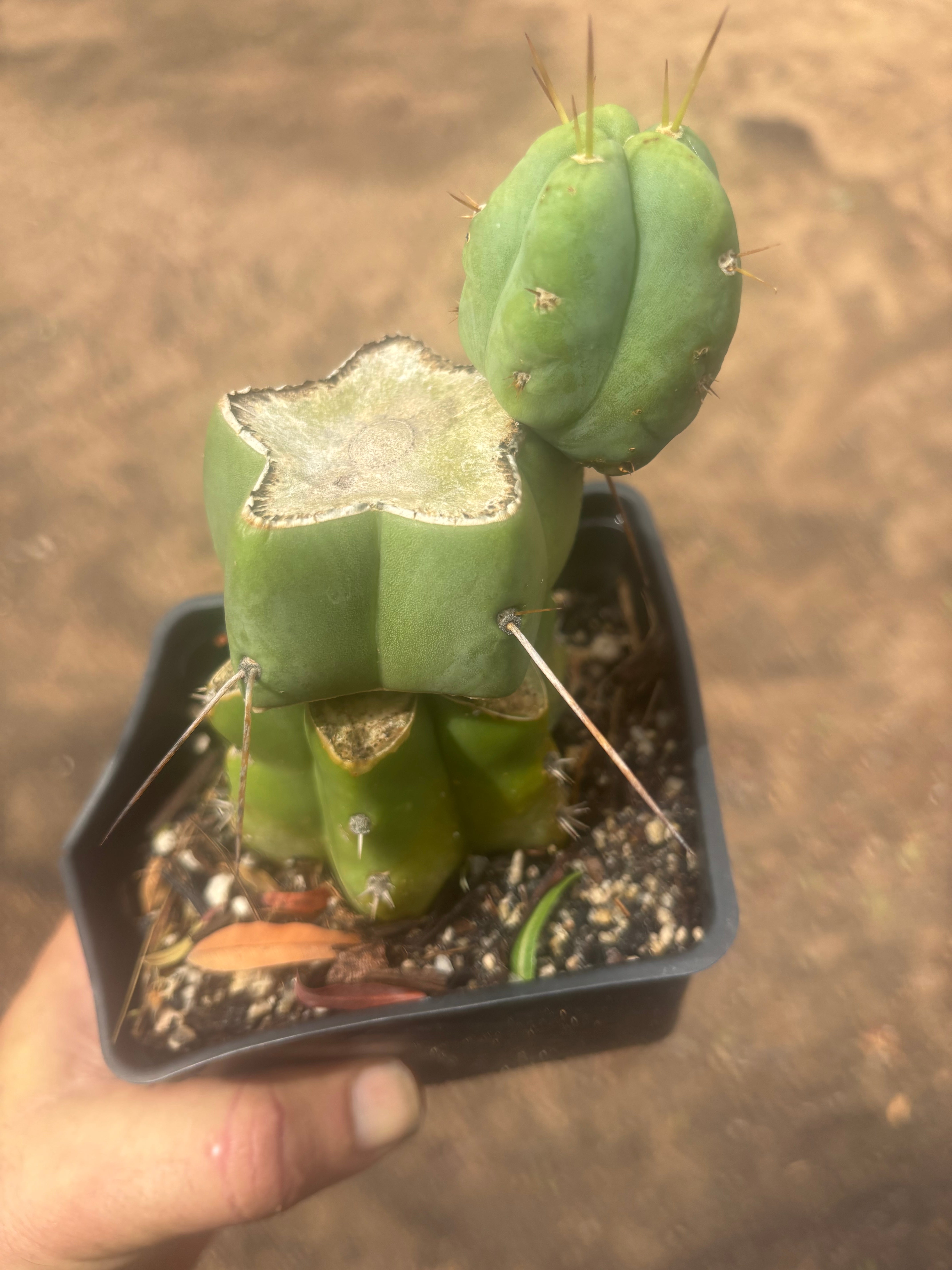 💎👑🌶️ Platform 9 3/4  — Established Puck Graft w/ Pup on Rooted PC
