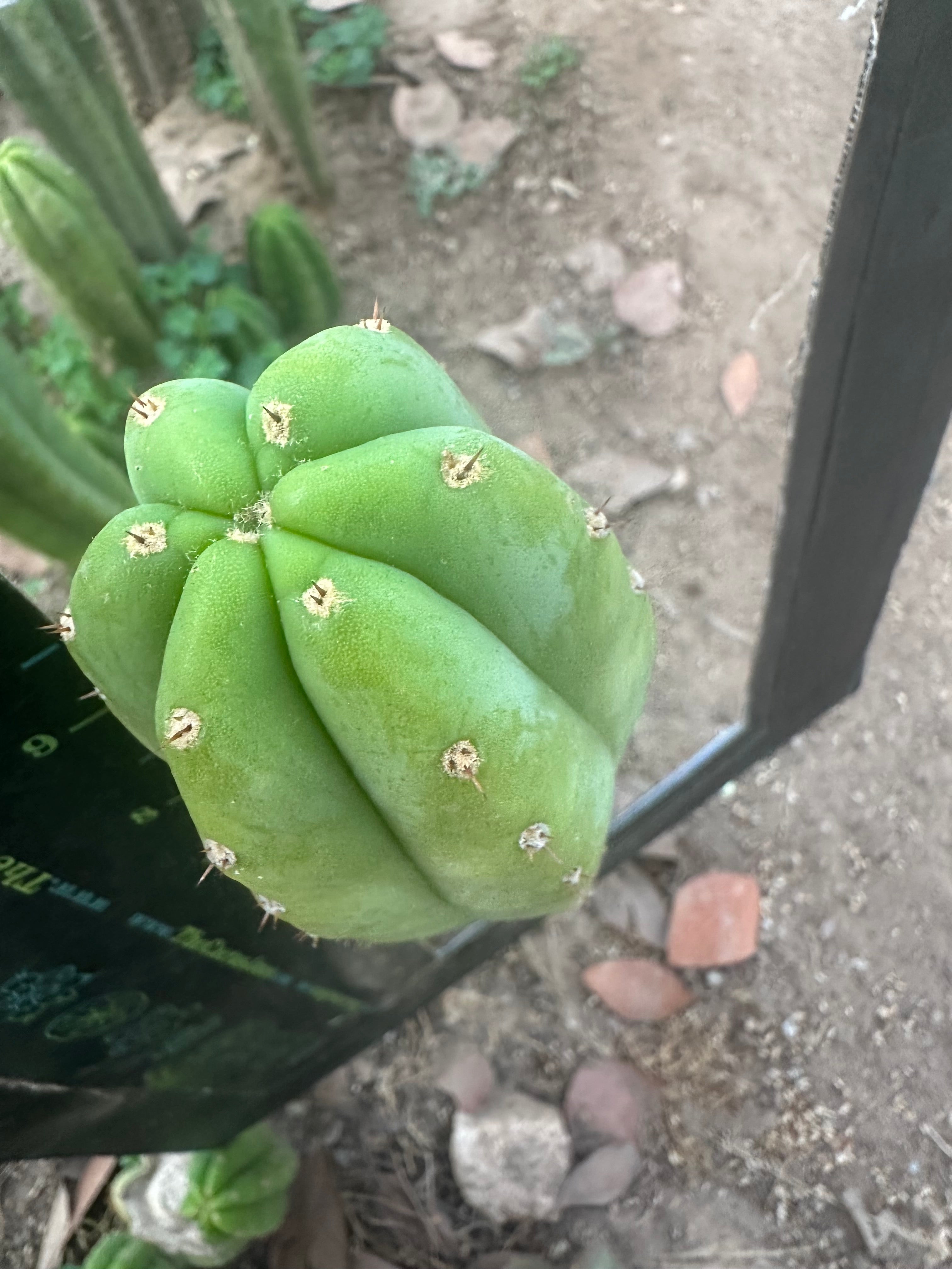 👑🌶️ Quito Q — 10” Pup