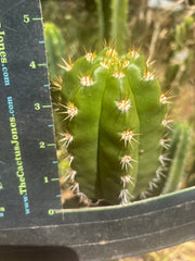 💎👑💎🌶️ CareBear — 4” Tip