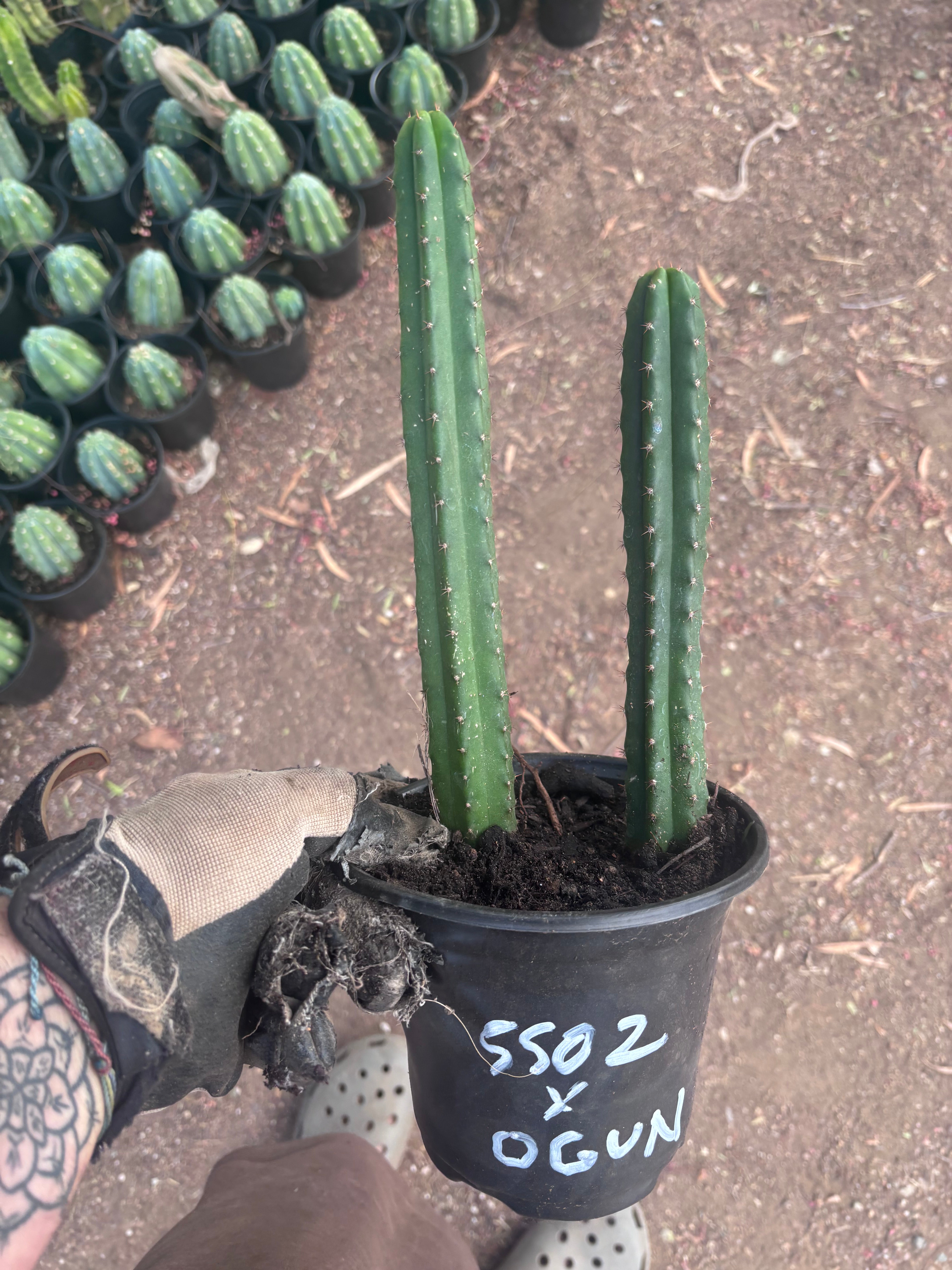 SS02 x Ogun — 2 Yearlings