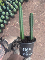 SS02 x Ogun — 2 Yearlings