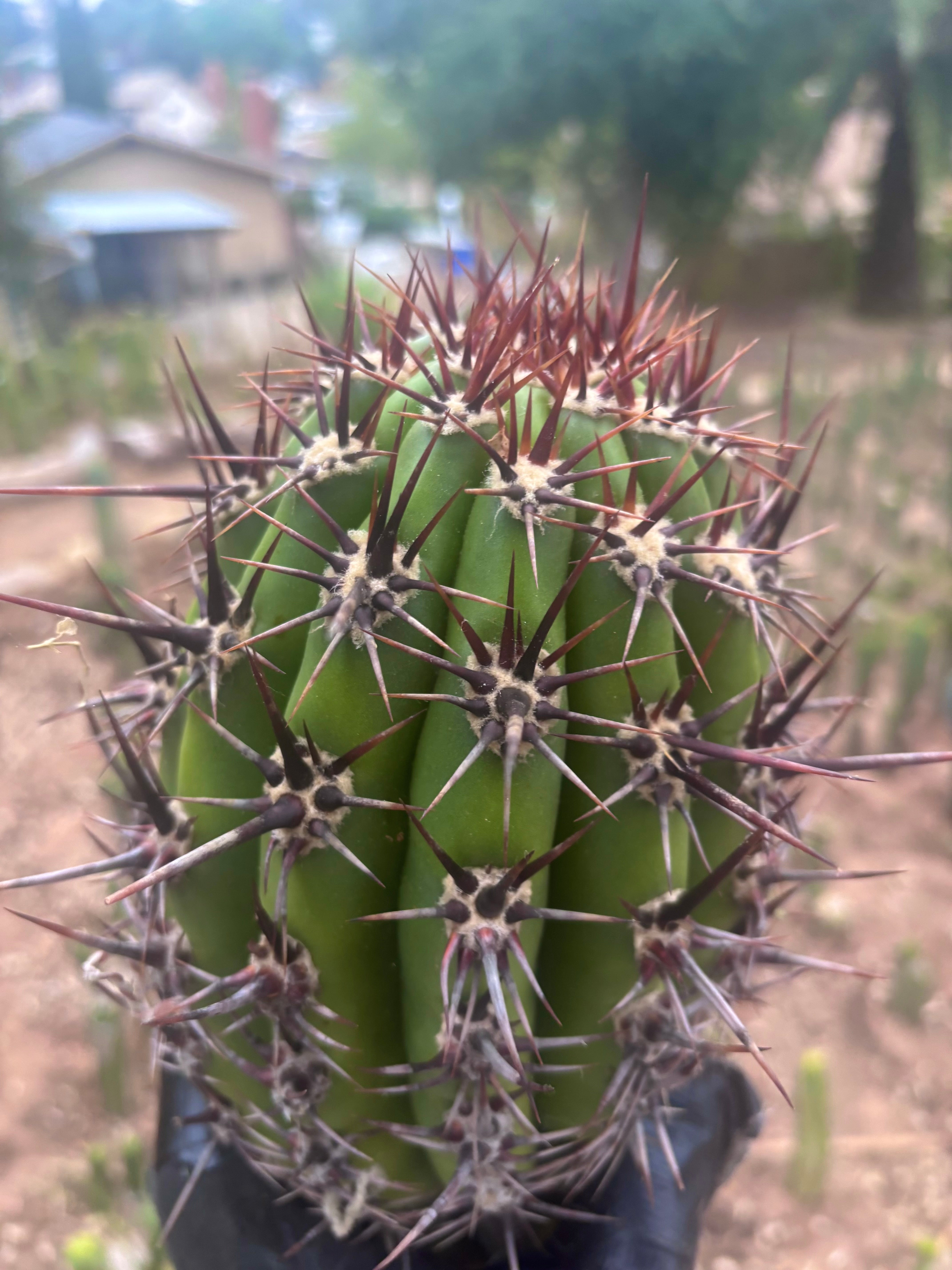 💎 Tacaquirensis — FAT 12” Tip