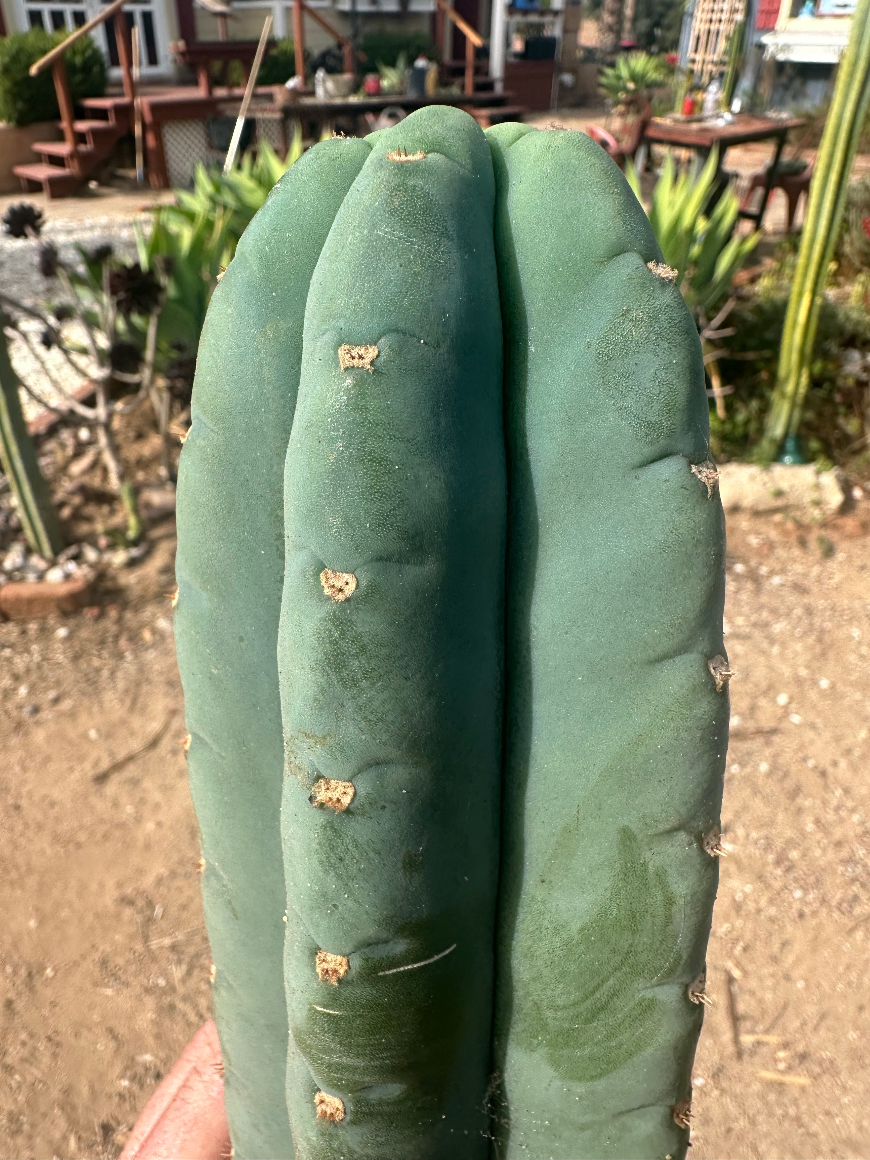 💎👑🌶️ Pierre — XL 15” Pup