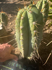 💎👑🌶️ CGG — 12” Melon
