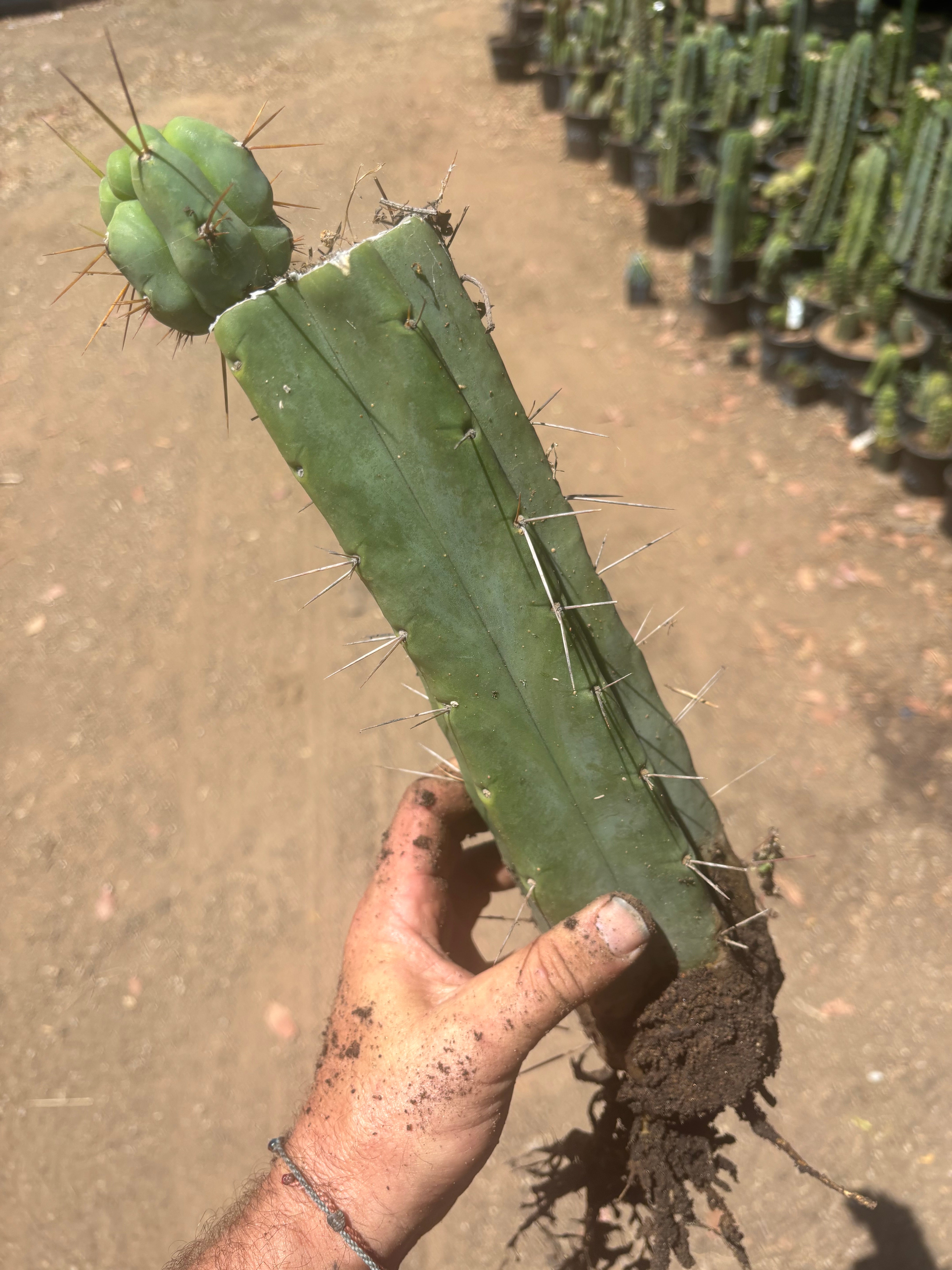 👑🌶️🌶️ Eileen — XL Rooted 14” Mid with Pup