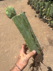 👑🌶️🌶️ Eileen — XL Rooted 14” Mid with Pup