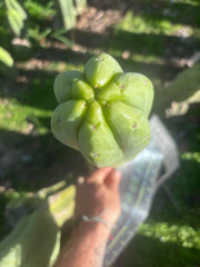 💎👑🌶️🌶️ Ogun — XL 15” Pup