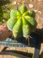 🌶️🌶️⚠️ E.R. — Chonky 9” Pup