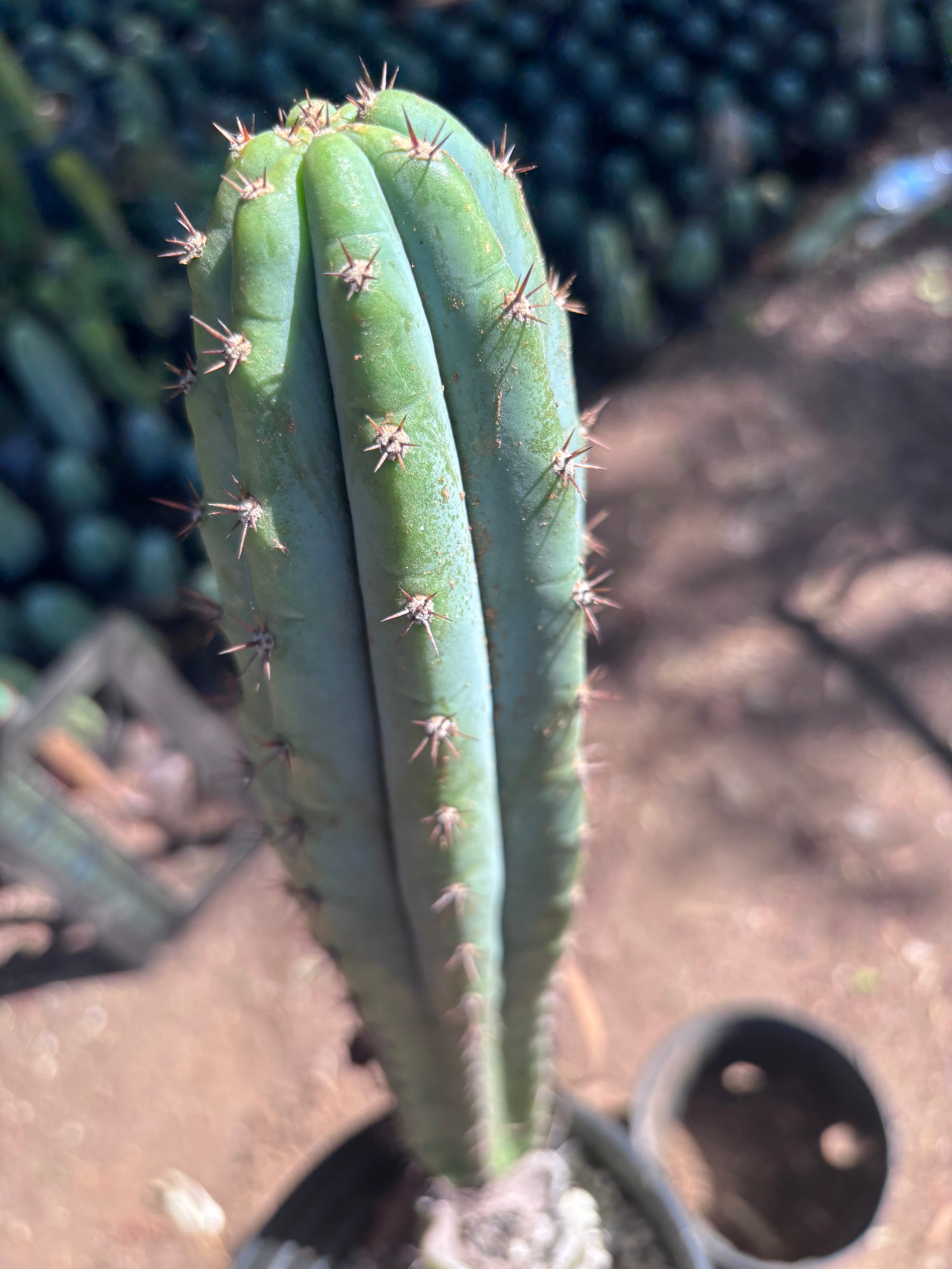 👑 Moran — Fully Rooted 15”