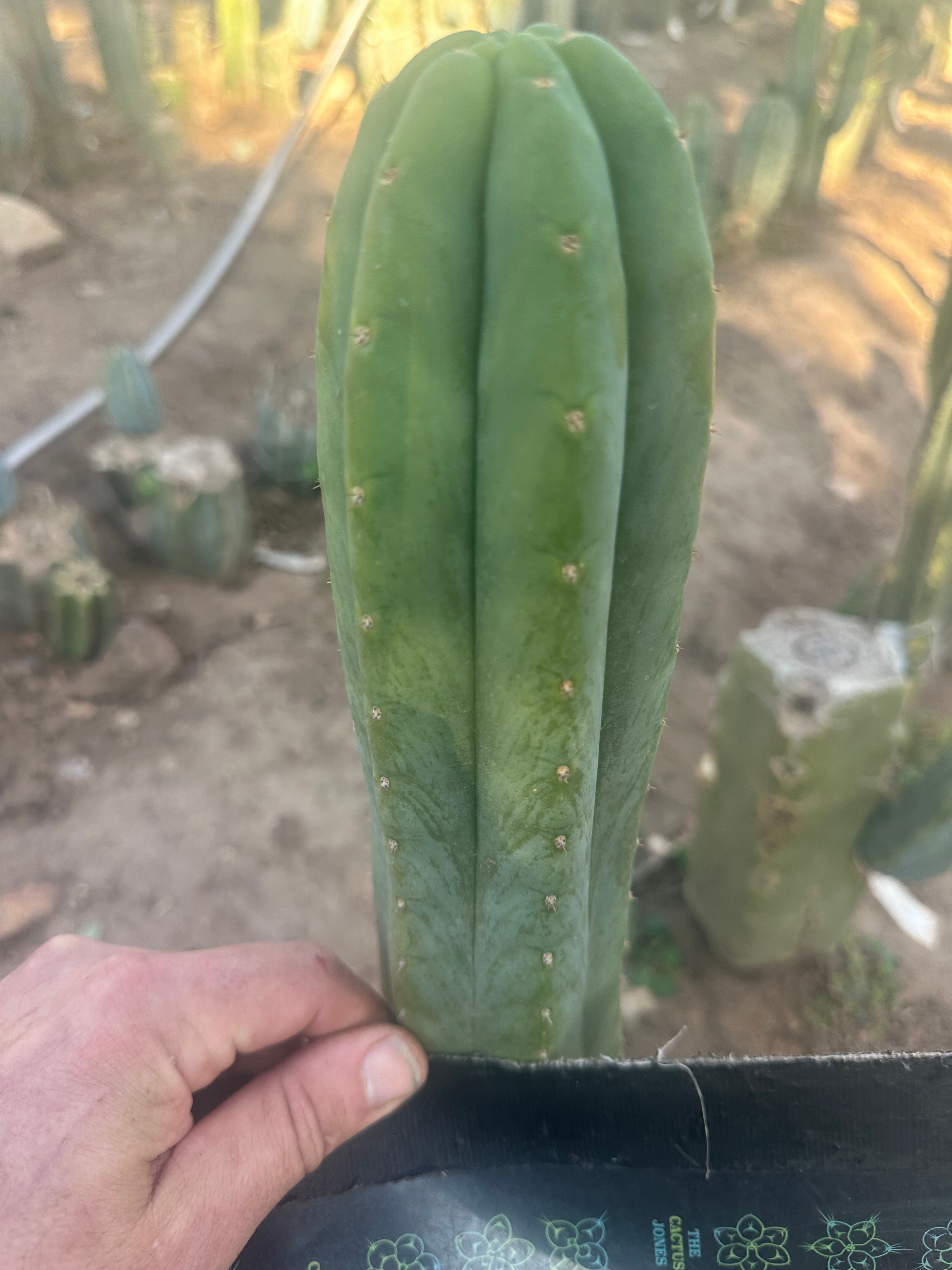 💎👑🌶️ LMP — 9” Tip