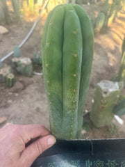 💎👑🌶️ LMP — 9” Tip