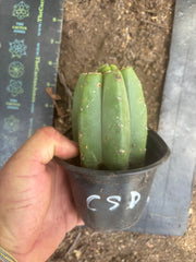 👑💎🌶️  CSD — Pup Graft on Rooted Pierre