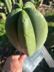 💎👑🌶️ Zulk — XL 11” MELON Pup