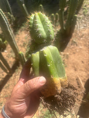 💎👑💎❗️Parques De Leyendes —BK08611.4 Clone A — Established Rooted Slab Graft w/ Large Pup