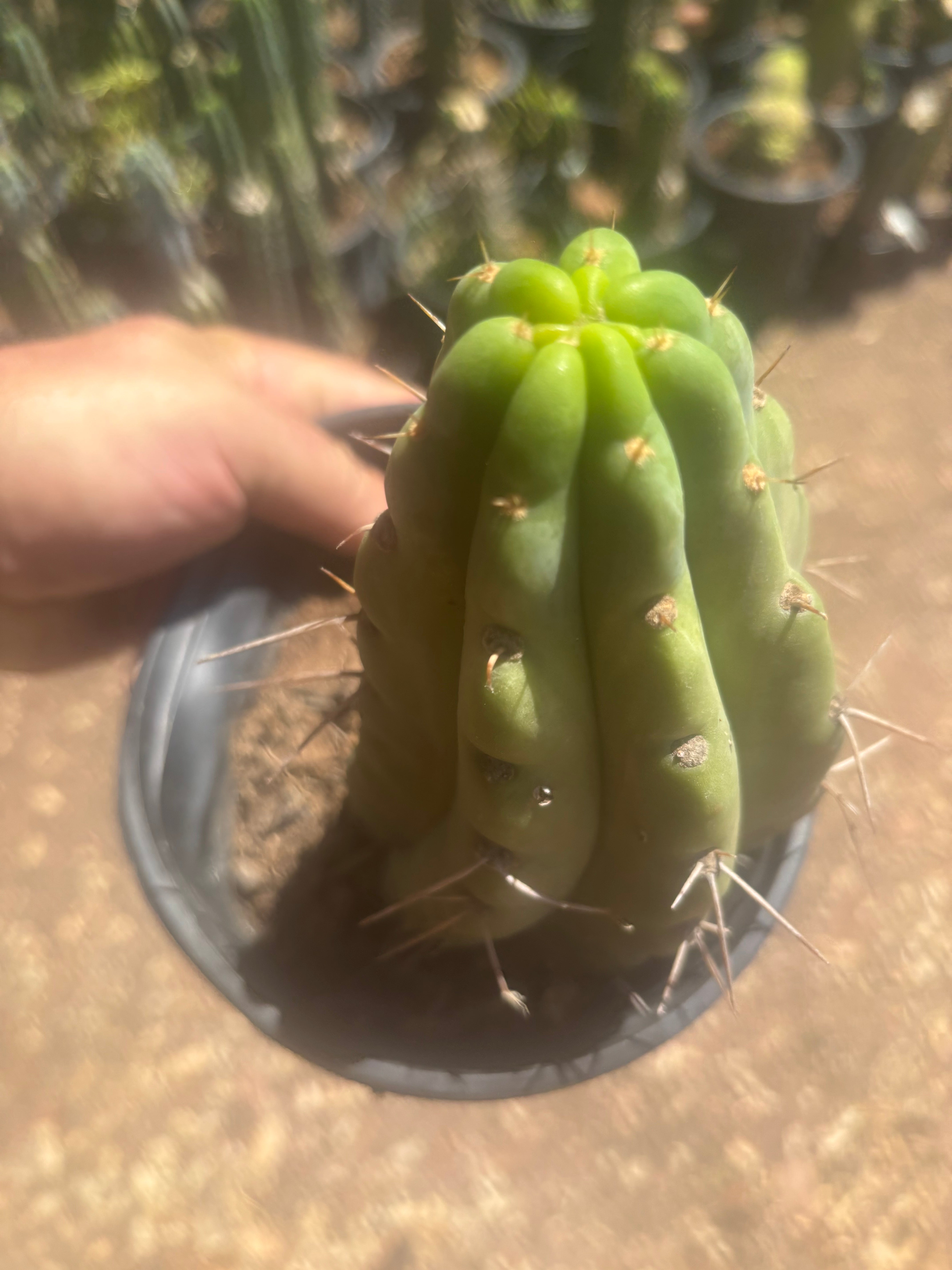 💎🌶️🌶️ NOM — Fully Rooted Grenade