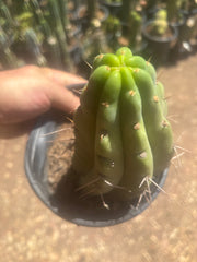 💎🌶️🌶️ NOM — Fully Rooted Grenade