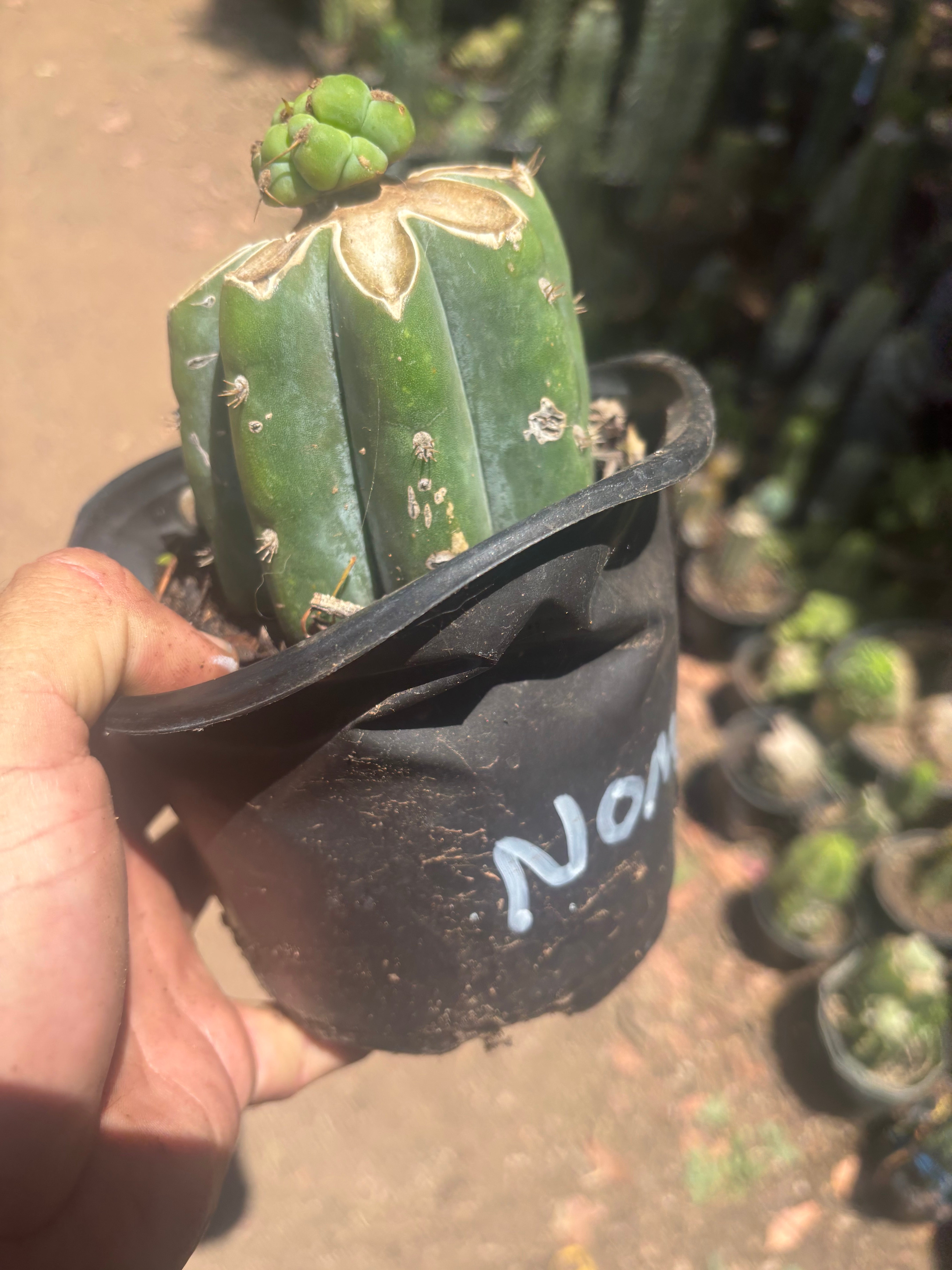 💎🌶️🌶️ NOM — Pup Graft On Rooted Shine01