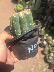 💎🌶️🌶️ NOM — Pup Graft On Rooted Shine01