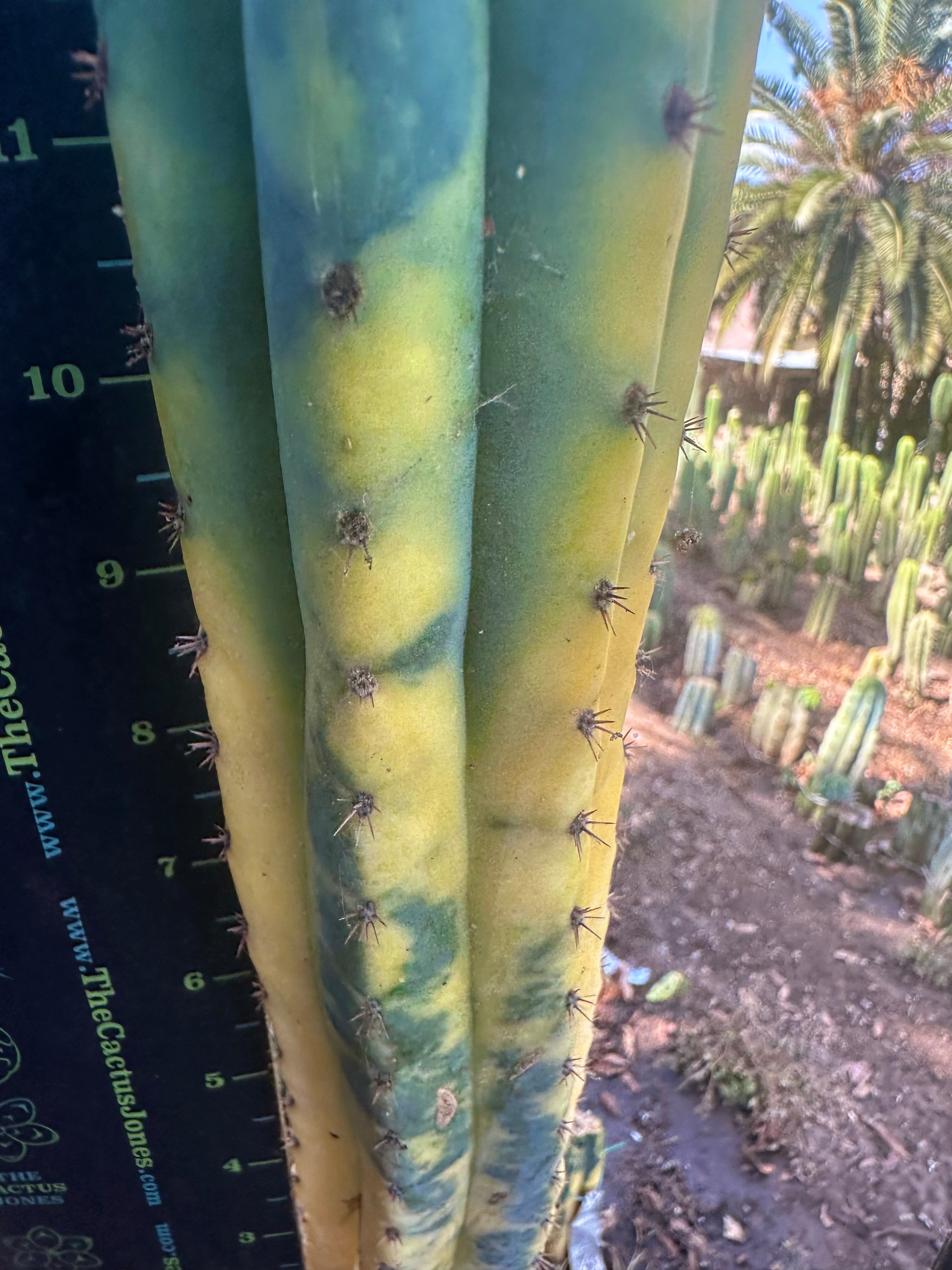 💎👑 Neon —  13” Tip