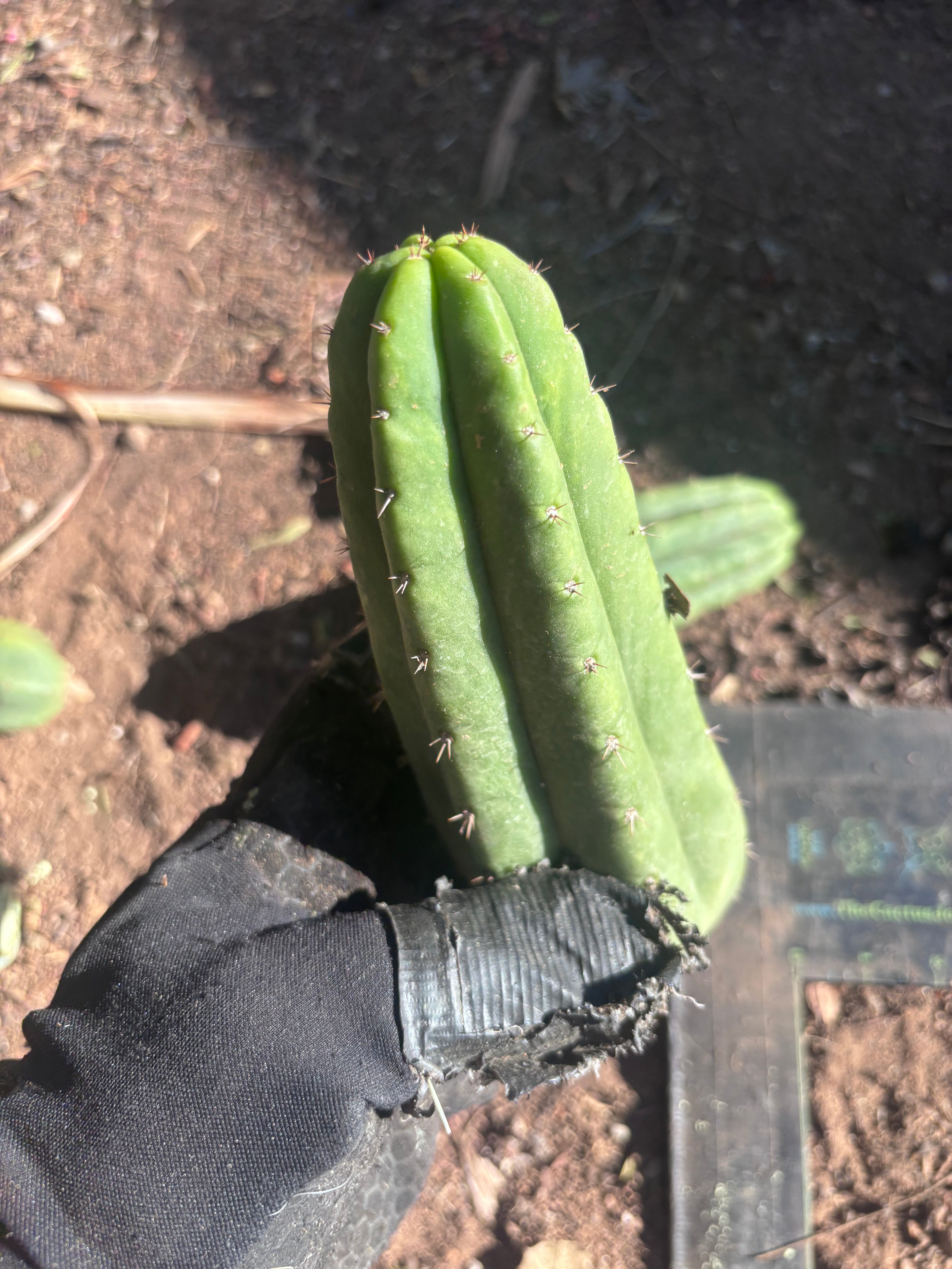 👑🌶️🌶️ Ogun — 7” Tips