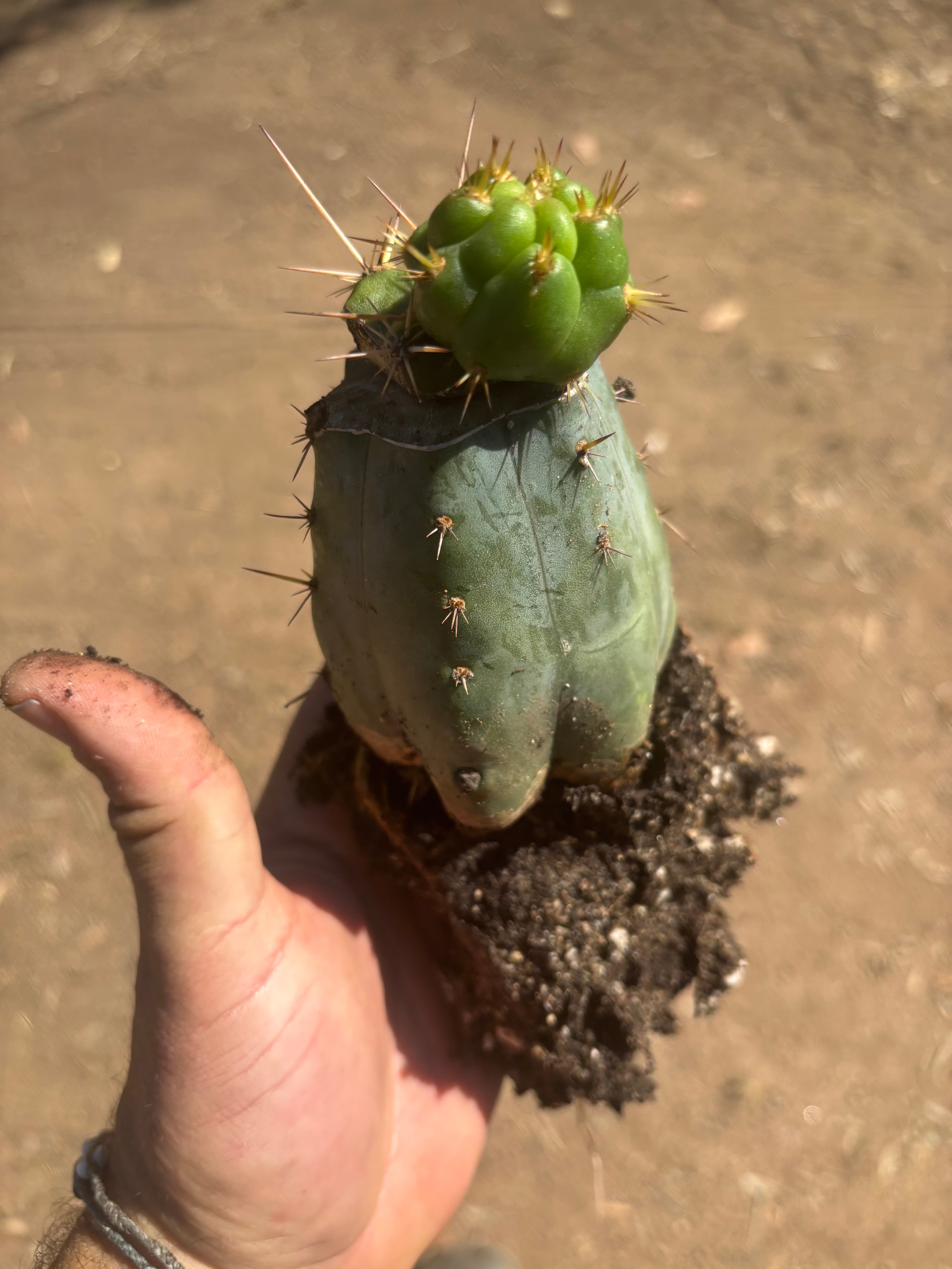 💎👑💎 Tulhuay — Rare Magenta Flower — Pupping Rooted Graft
