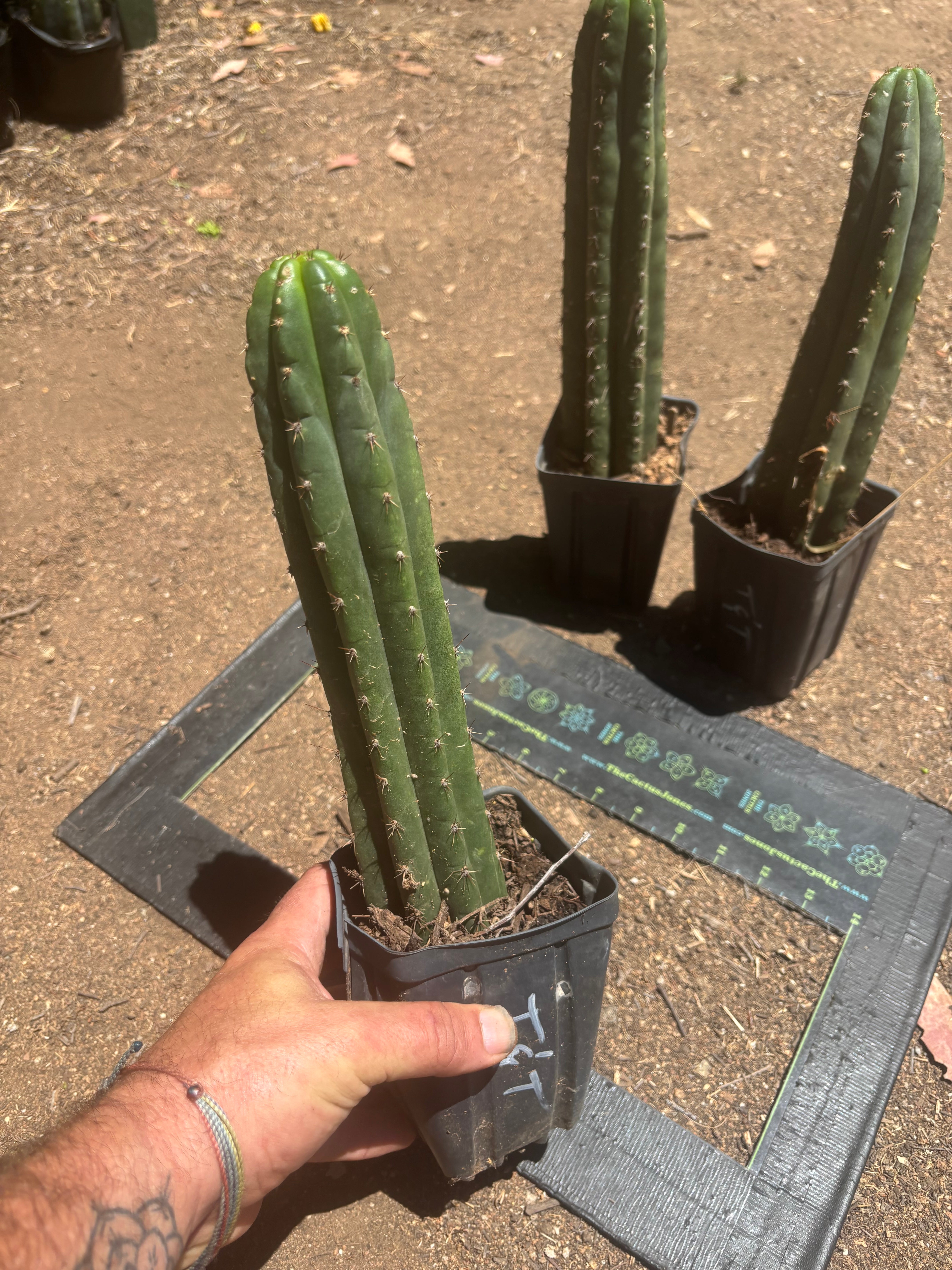 👑🌶️ Torres & Torres — Rooted 11” Tips
