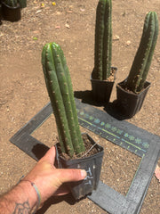 👑🌶️ Torres & Torres — Rooted 11” Tips