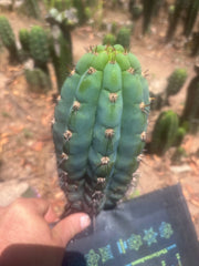 👑💎 Los Gentiles — Flawless 8.5” Pup