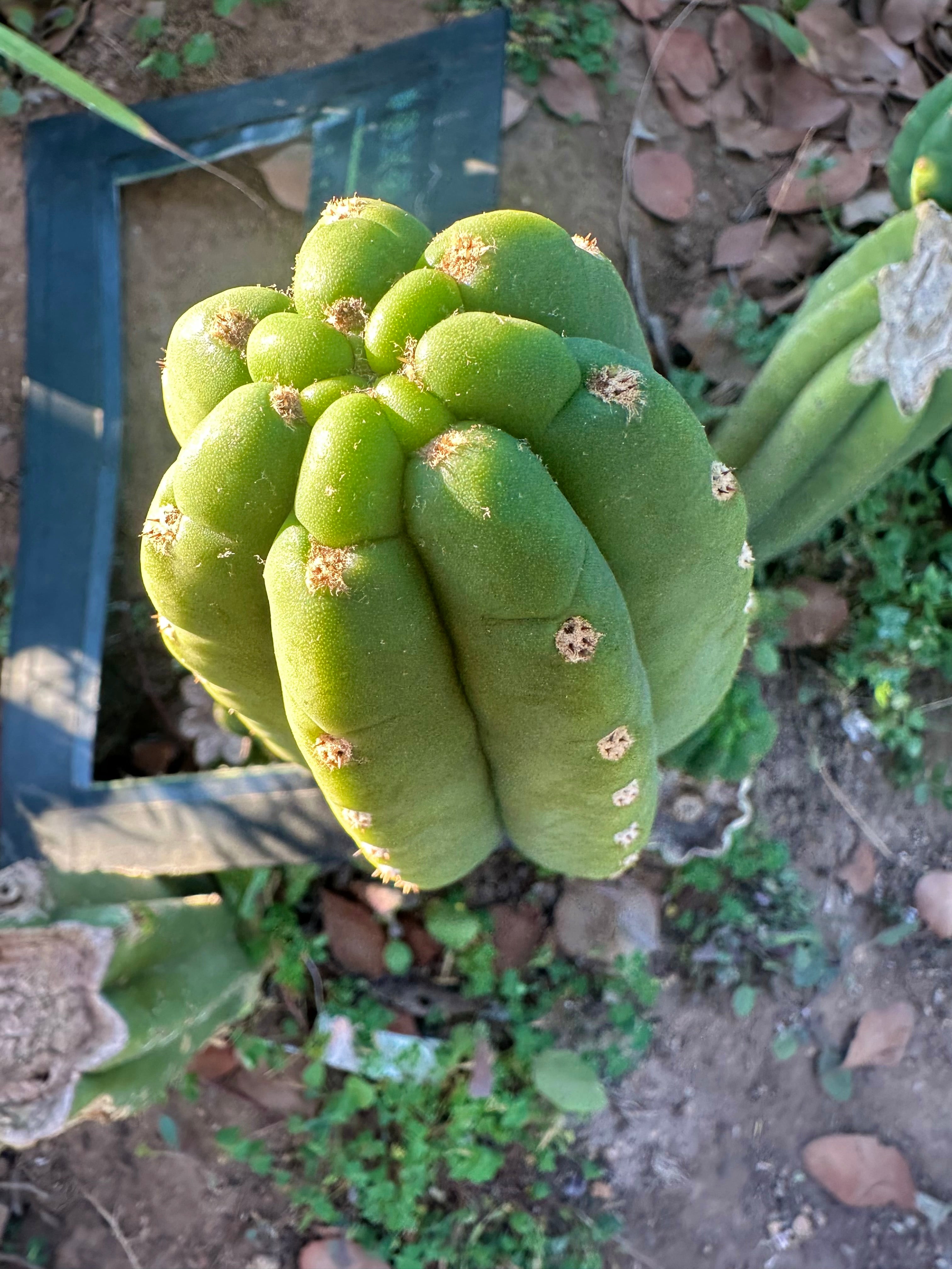 👑🌶️ The Field’s Pachanoi — Fat 10” Pup