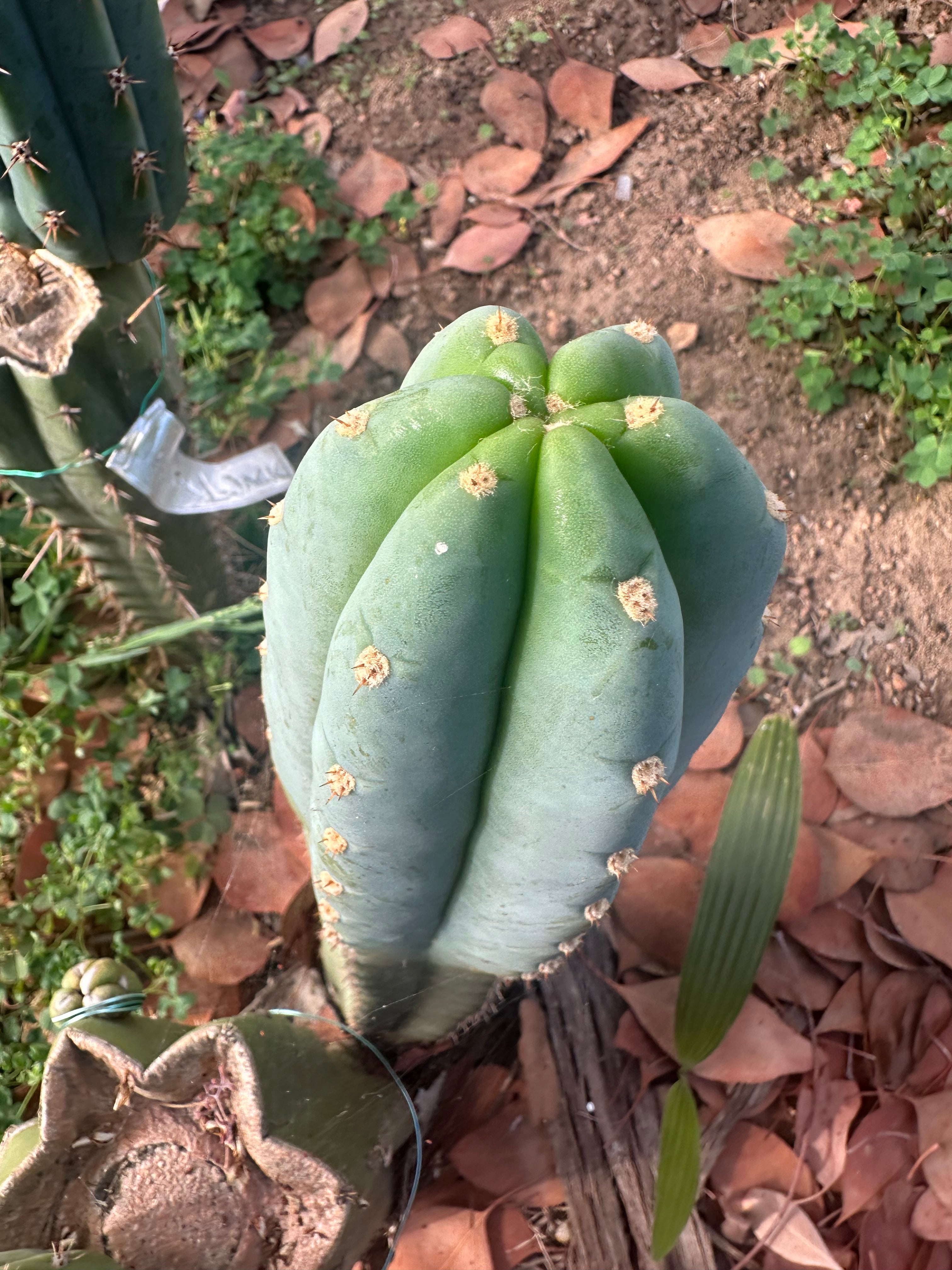 👑🌶️ Tom Juuls Giant — 10” Tip