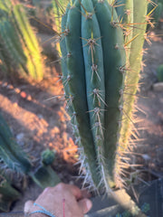 👑🌶️ Zalidus — XL 14” Tip