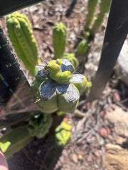 👑💎🌶️🌶️ TBMC — Graft on Thick TPM