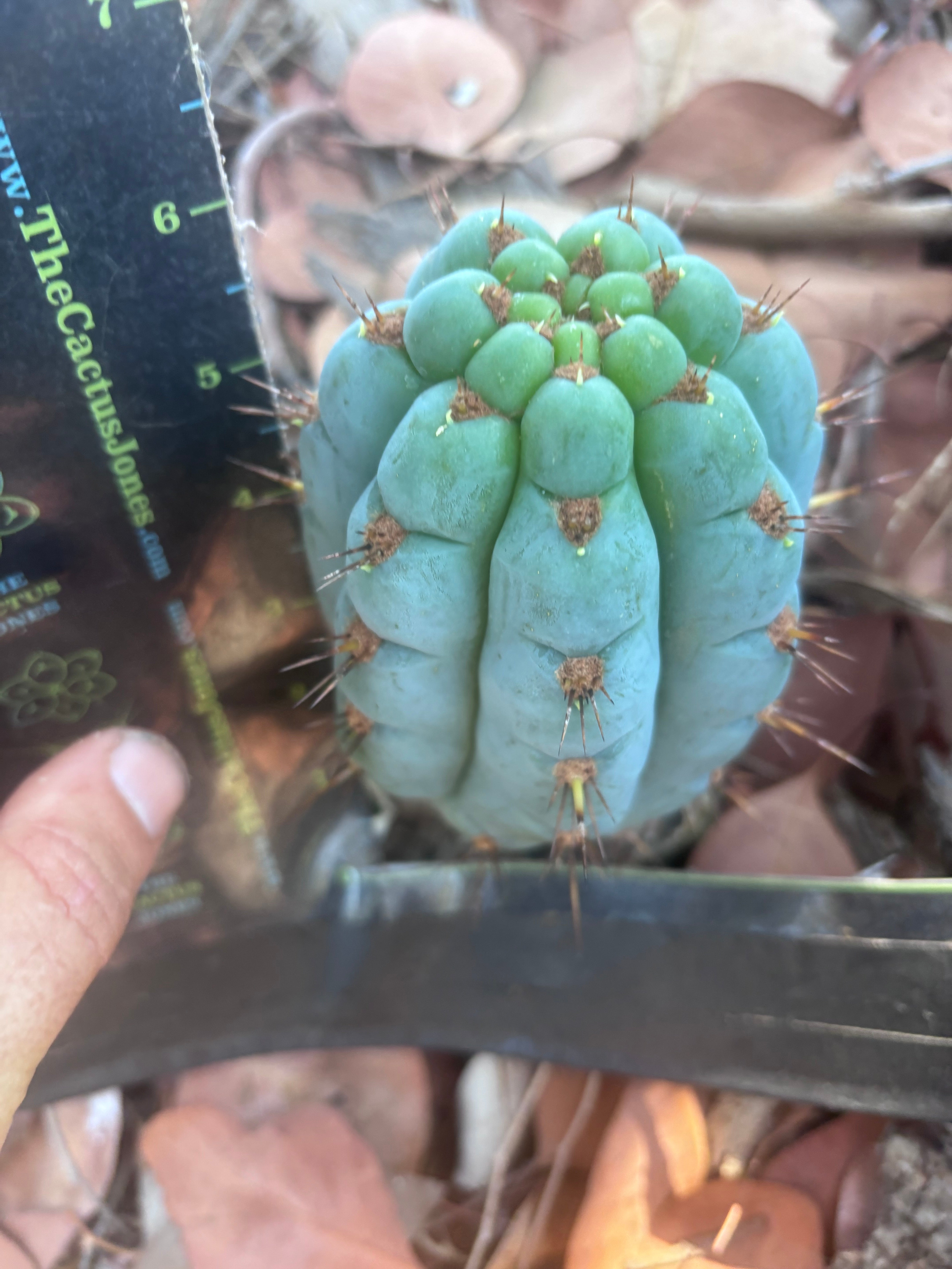 💎👑 Papa Smurf — 6” Grenade