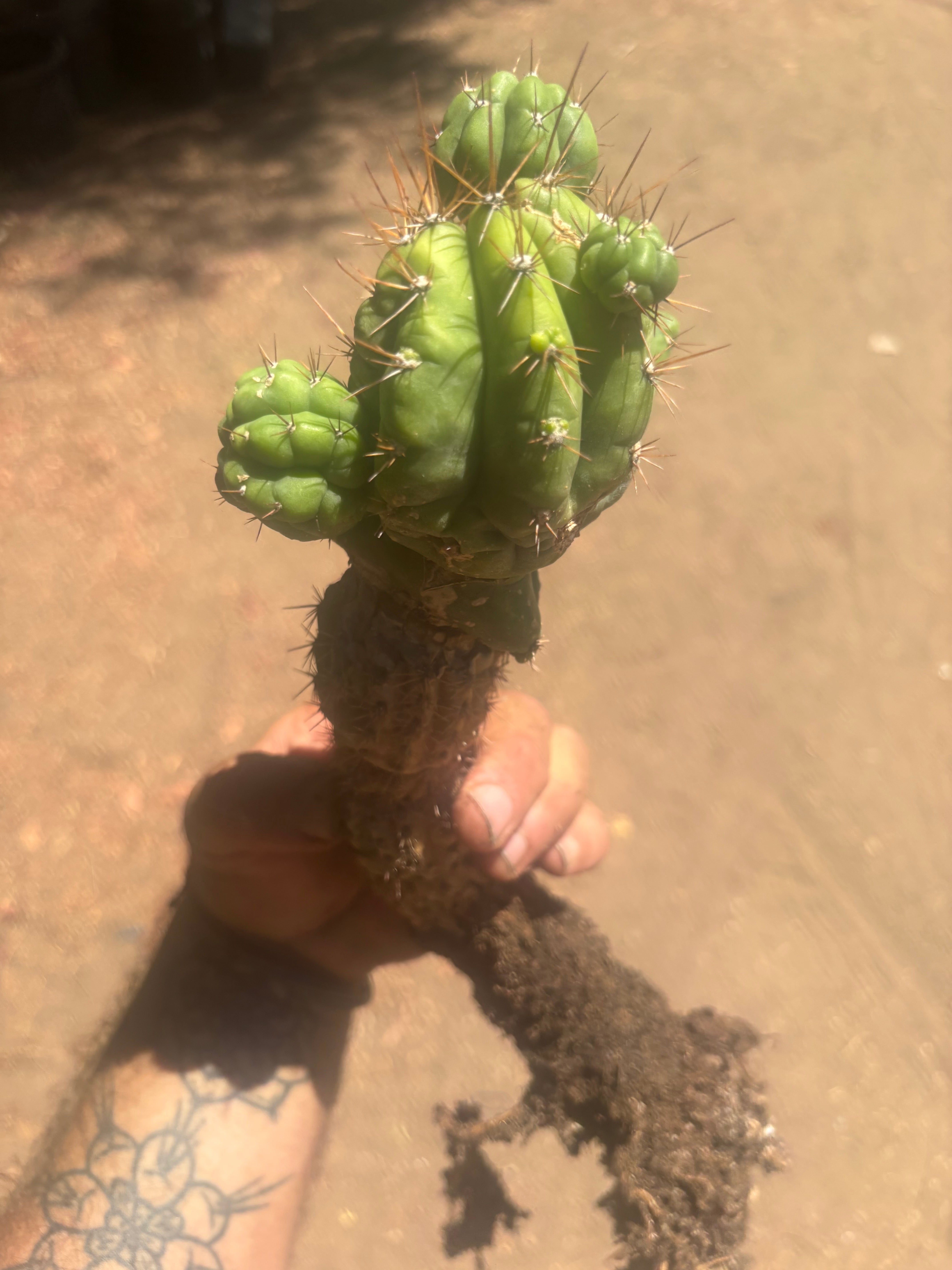 💎👑💎 Havran — Established Multi-Pup Graft on Spachianus