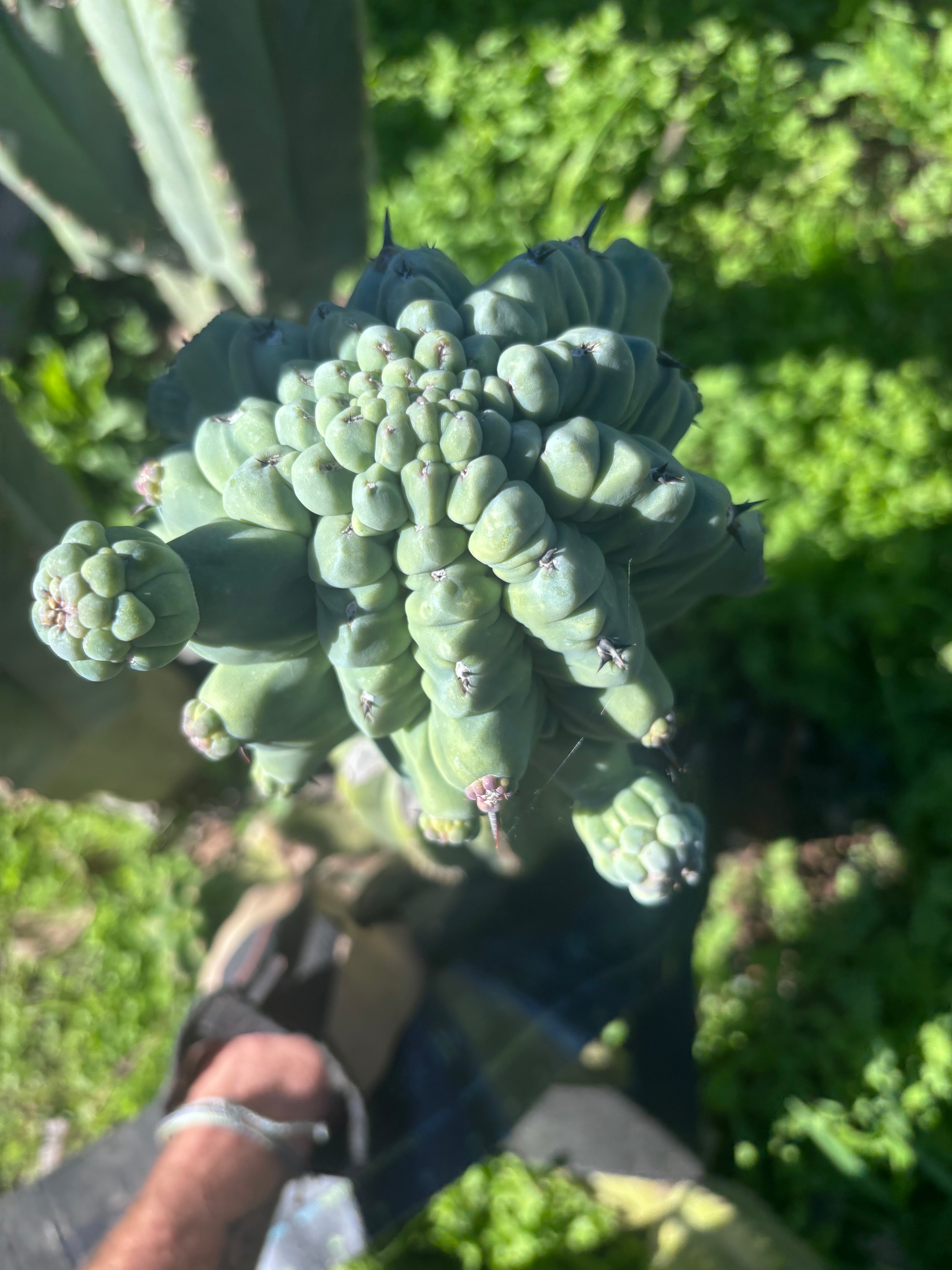💎👑💎 Glorp — XL Pupsplosion Graft