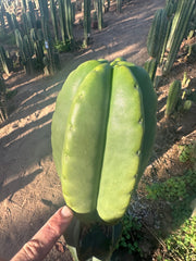 💎👑💎  Ferah — Another Thick Tip