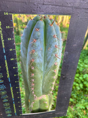 💎👑💎 Papa Smurf — XXL 14” Tip